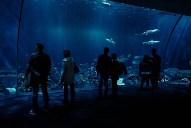 Aquarium Bintaro Xchange lantai berapa, foto hanya ilustrasi, bukan tempat sebenarnya: Unsplash/Lance Anderson