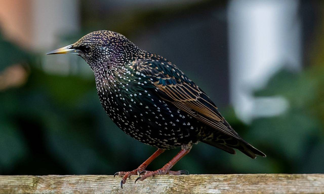 Ilustrasi burung jalak suren. Sumber foto: Pixabay