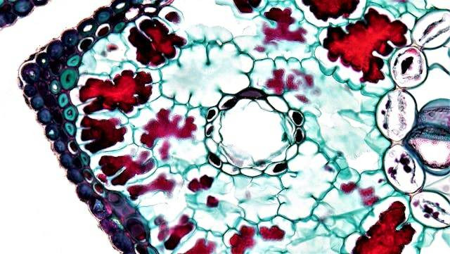 Ilustrasi apa yang dimaksud dengan omne cellula ex cellula. Sumber: pexels.com