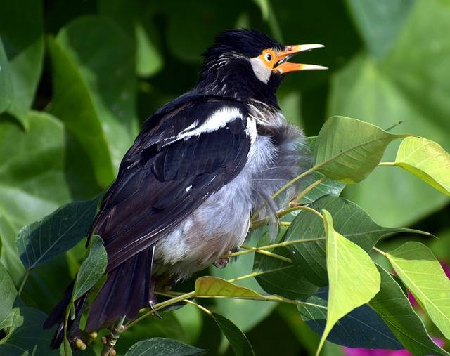 Foto Hanya Ilustrasi: Penyebab Burung Jalak Suren Mangap. Sumber: Pixabay.com