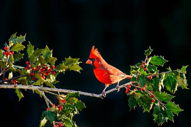 Ciri-ciri Burung Jalak Suren Masih Muda. Foto hanya ilustrasi. Sumber foto: Unsplash.com/Ray Hennessy