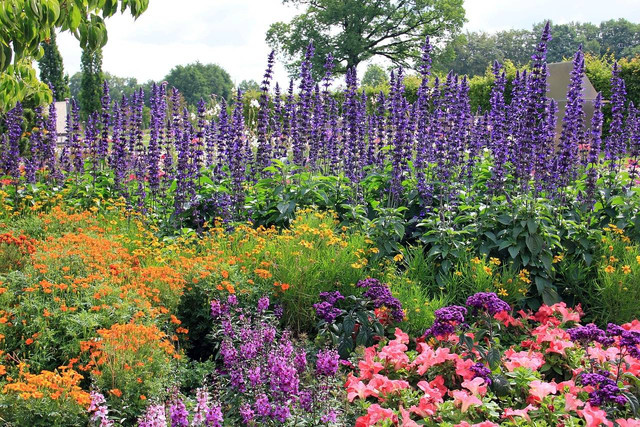 Ilustrasi daftar bedding plants. Sumber: pixabay