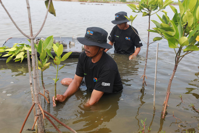 BRI lewat program BRI Menanam Grow & Green salurkan ribuan bibit mangrove ke Kelompok Tani Sumber Makmur di Muaragembong, Bekasi. Foto: Dok. BRI