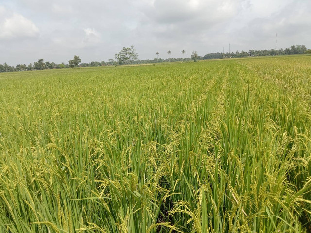 Tanaman Padi menunggu waktu panen. Foto : Dok. Pribadi.