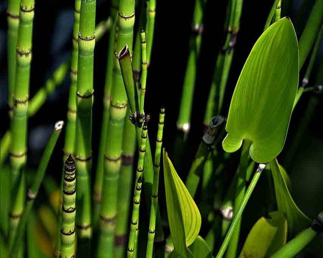 ilustrasi bambu air (Pixabay)