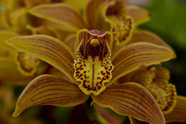 Ilustrasi cara merawat anggrek cymbidium. Sumber: pixabay
