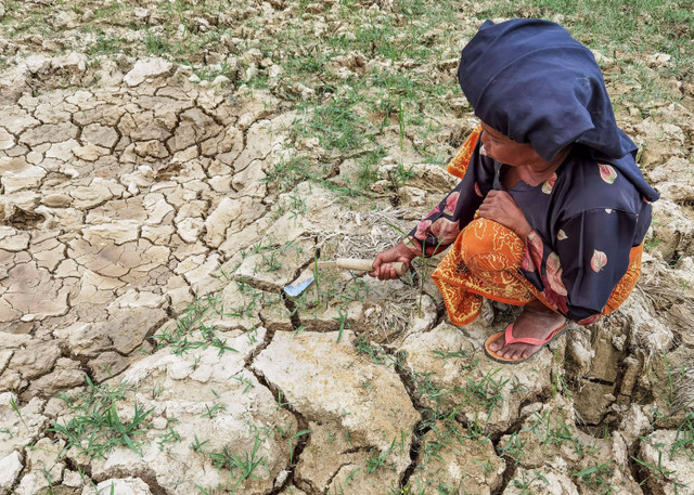 Sawah kekeringan di Rantau Panjang, Merangin, Jambi, Minggu (28/7/2024). Foto: Wahdi Septiawan/ANTARA FOTO