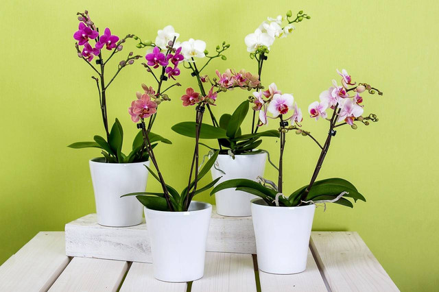 Ilustrasi cara repotting anggrek dendrobium. Sumber: pixabay