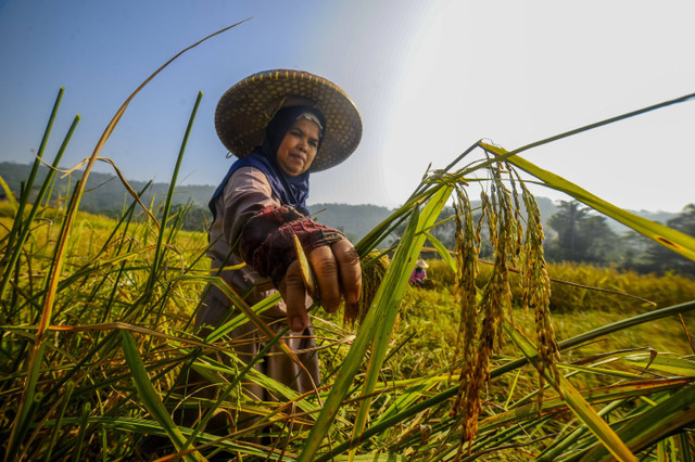 Warga adat Kasepuhan Citorek memotong padi Pare Kewal menggunakan ani-ani saat panen raya di Citorek Timur, Lebak, Banten, Senin (29/7/2024). Foto: Muhammad Bagus Khoirunas/ANTARA FOTO