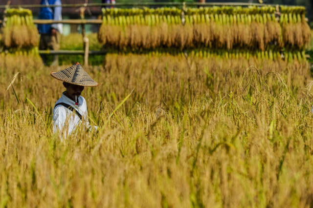 Warga adat Kasepuhan Citorek memanen padi pare kewal di Citorek Timur, Lebak, Banten, Senin (29/7/2024). Foto: Muhammad Bagus Khoirunas/ANTARA FOTO