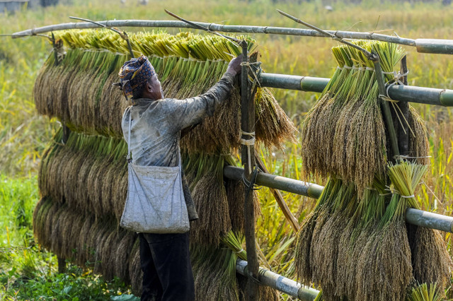 Warga adat Kasepuhan Citorek menjemur padi Pare Kewal pada Lantayan di Citorek Timur, Lebak, Banten, Senin (29/7/2024). Foto: Muhammad Bagus Khoirunas/ANTARA FOTO