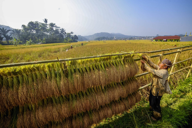 Warga adat Kasepuhan Citorek menjemur padi Pare Pewal pada "lantayan" di Citorek Timur, Lebak, Banten, Senin (29/7/2024). Foto: Muhammad Bagus Khoirunas/ANTARA FOTO