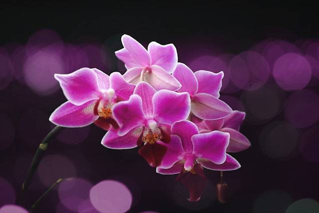 Ilustrasi cara tanam anggrek dalam pot. Foto: Kristin O Karlsen/Unsplash