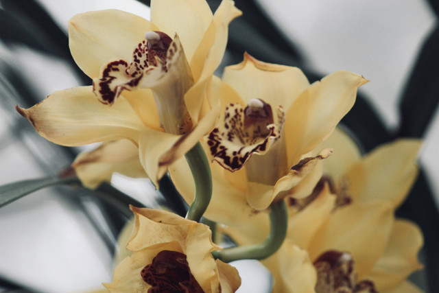 Ilustrasi Cara Merawat Anggrek Golden Boy. Sumber: Unsplash