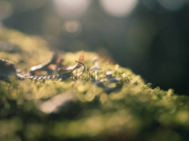 Ilustrasi Cara Membuat Moss untuk Anggrek. Foto: dok. Unsplash/Tom Morel