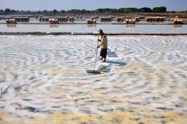 Petani memanen garam di kawasan tambak garam Desa Kedungmalang, Jepara, Jawa Tengah, Selasa (30/7/2024). Foto: Yusuf Nugroho/ANTARA FOTO