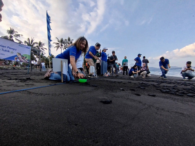 Bakti BCA Sokong Konservasi Penyu di Banyuwangi  Foto: Dok. kumparan