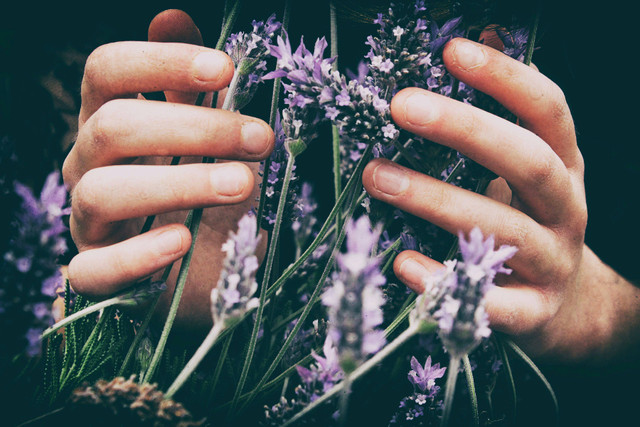 Ilustrasi Apakah Lavender Termasuk Tanaman Toga? Sumber: Unsplash