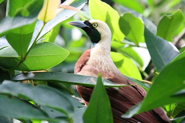 Foto Hanya Ilustrasi: Asal-Usul Burung Cendrawasih. Sumber: Pixabay.com