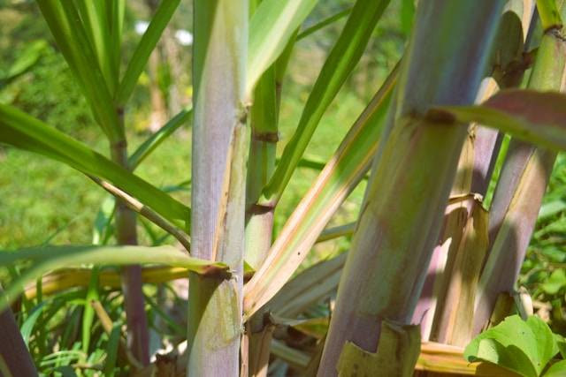 Manfaat Tebu Hitam. Foto hanya ilustrasi. Sumber foto: Unsplash/Aime