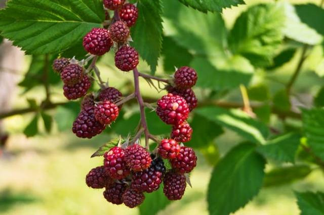 Ilustrasi buah liar yang bisa dimakan, sumber foto: Joerg Hartmann by pexels.com