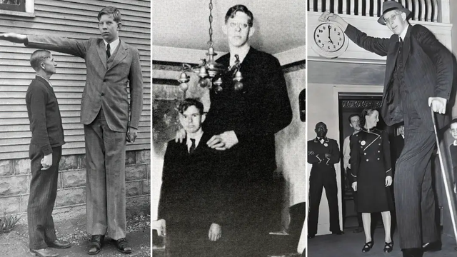 Robert Wadlow, manusia tertinggi di dunia yang pernah tercatat dalam sejarah manusia modern.  Foto: Guinness World Records