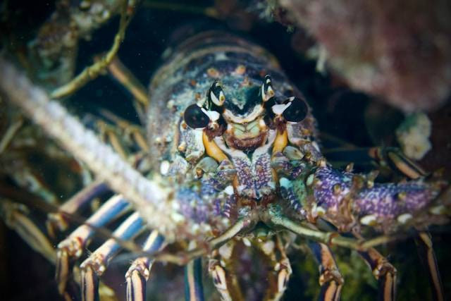 Cara Budidaya Lobster Lahan Sempit. Foto Hanya Ilustrasi. Sumber Foto: Unsplash.com/David Baker on Unsplash