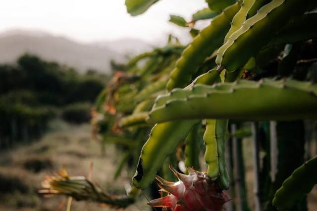 Ilustrasi penyebab bunga buah naga rontok, sumber foto: ROMAN ODINTSOV by pexels.com