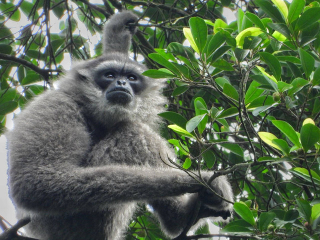 Owa Jawa di Gunung Sanggabuana Karawang. Foto: Dok. Istimewa