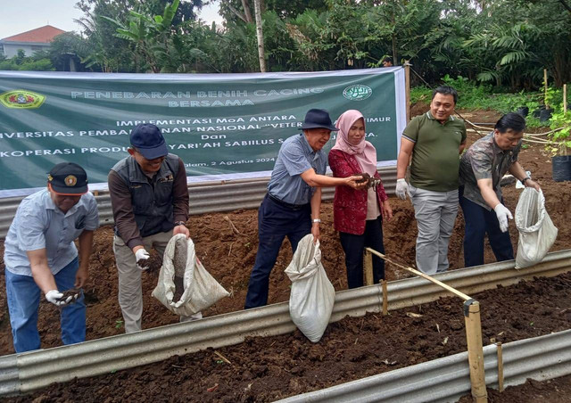 Penebaran benih cacing tanah untuk kompos cacing. Foto: Masruroh/Basra