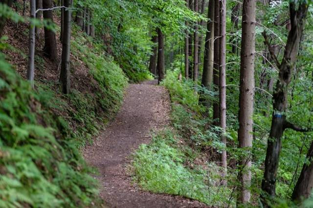 Ilustrasi jalur pendakian gunung ungaran, sumber foto: PhotoMIX Company by pexels.com