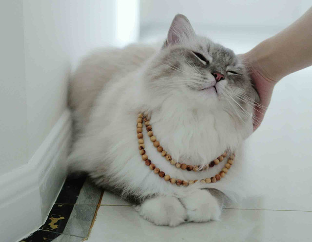 ilustrasi kalung kucing (Pexels)