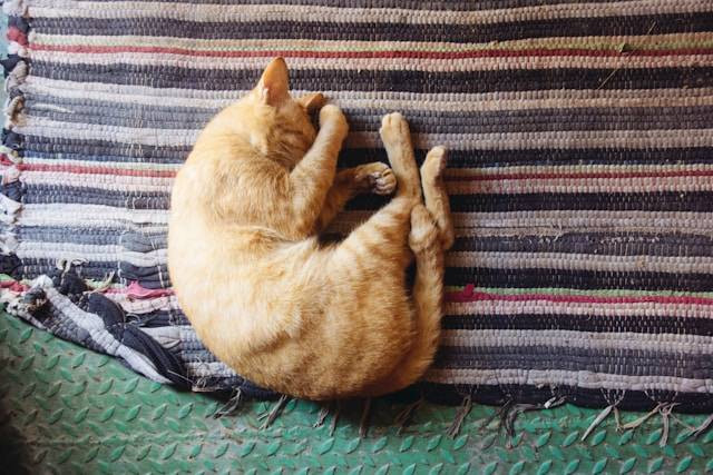 Apakah Pasir Kucing Harus Diganti Setiap Hari? Foto Hanya Ilustrasi. Sumber Foto: Unsplash.com/Sarah