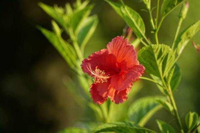 Ilustrasi penyebab daun bunga menguning, sumber foto: Duy Le Duc by pexels.com