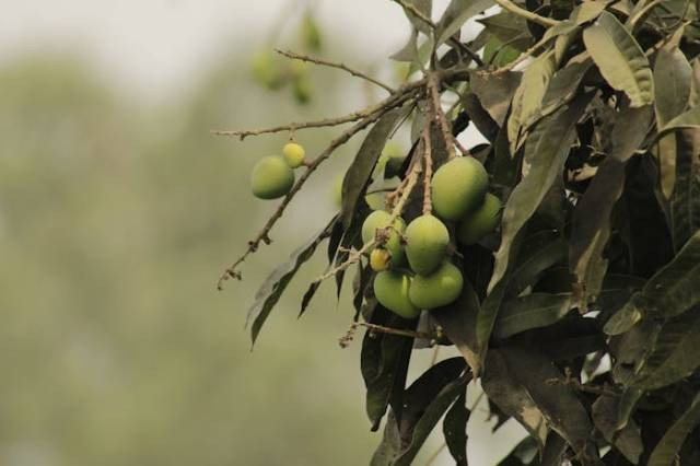 Ilustrasi penyebab bunga mangga rontok, sumber foto: Khalil Atif Khan by pexels.com