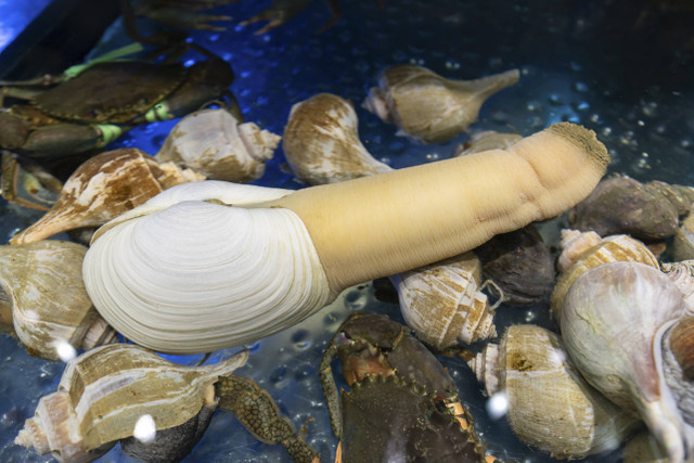 Kerang besar Geoduck Pacific. Foto: QBR/Shutterstock