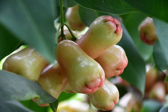 Ilustrasi penyebab bunga jambu air rontok. Sumber: pixabay