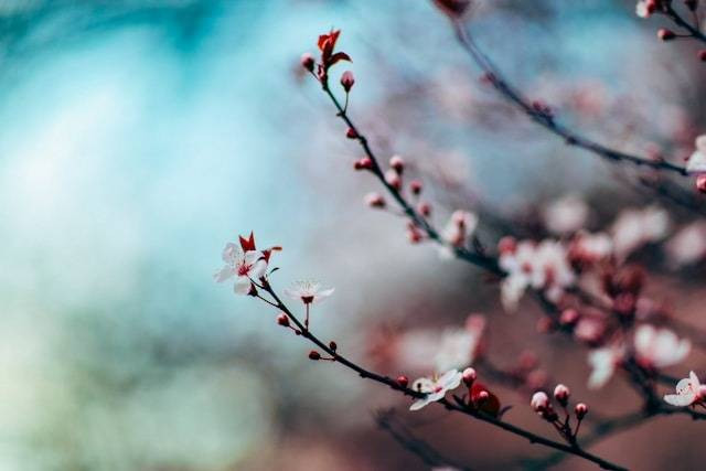 Ilustrasi Penyebab Bunga Cendana Langka. Foto: dok. Unsplash/Nitish Meena