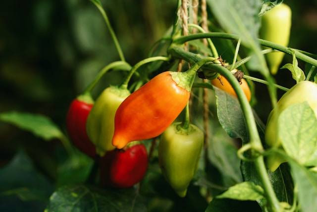 Apakah Pupuk Urea Bagus untuk Cabe? Foto Hanya Ilustrasi. Sumber Foto: Unsplash.com/Jeppe Vadgaard