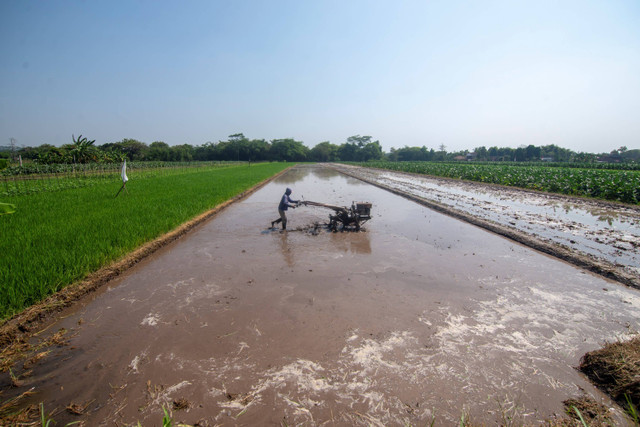 Pekerja membajak sawah yang akan ditanami padi dengan menggunakan traktor di Sawit, Boyolali, Jawa Tengah, Selasa (6/8/2024). Foto: Aloysius Jarot Nugroho/ANTARA FOTO 