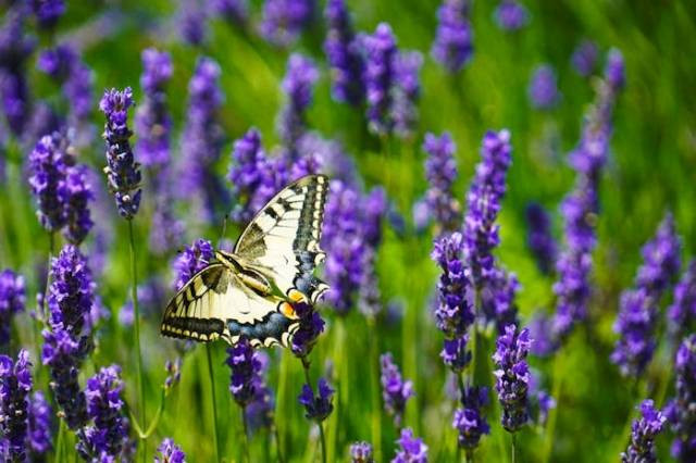 Ilustrasi apakah bunga lavender wangi, sumber foto: Marian Florinel Condruz by pexels.com