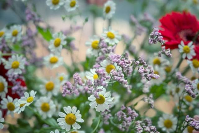 Ilustrasi apakah bunga daisy dan aster sama, sumber foto: Ludmila Padnevici by pexels.com