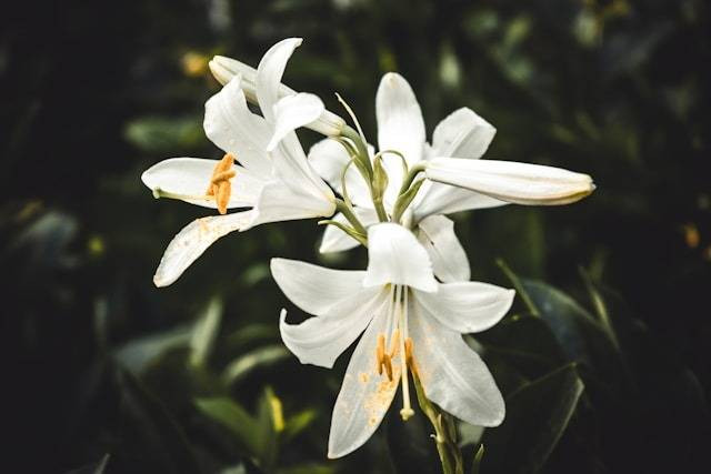 Ilustrasi Apakah Bunga Lily Bisa Tumbuh di Indonesia. Foto: dok. Unsplash/Serafima Lazarenko