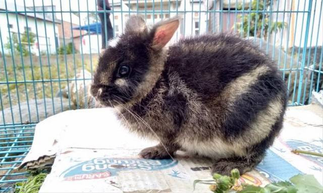 Kelinci belang sumatera (Nesolagus netscheri). Foto: Dok. Taman Nasional Kerinci Seblat