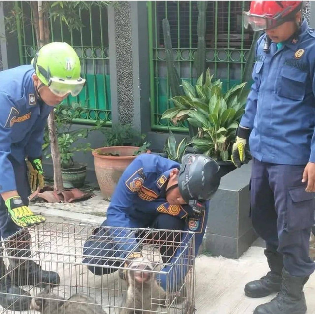 Petugas Damkar menangkap musang yang masuk ke rumah warga di Depok pada Rabu (7/8). Foto: Dok. Damkar Depok