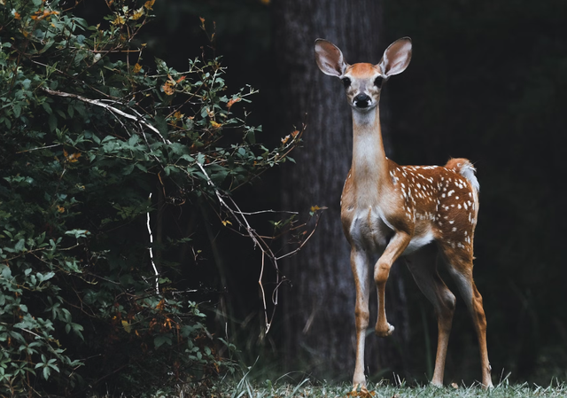 kandang rusa usu. Foto hanya ilustrasi, bukan tempat sebenarnya.Sumber: Unsplash/Scott Carroll