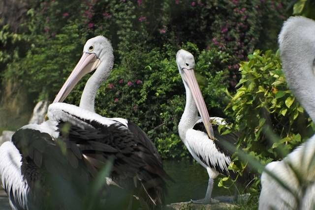 Tiket masuk Ragunan, foto: Unsplash/sali lestari