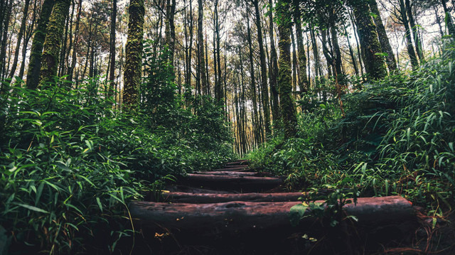 Wisata Sejuk Tuban. Foto Hanya Ilustrasi, Bukan Tempat Sebenarnya. Sumber Unsplash Muhammad Faris Afif Putra