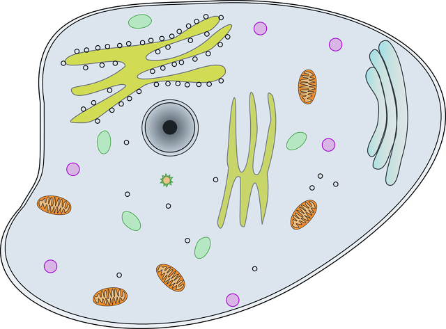 Ilustrasi Mengapa Mitokondria dan Kloroplas Disebut Organel Semiotonom. Sumber: Pixabay/Clker-Free-Vector-Images