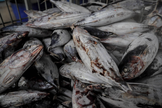 Ikan hasil tangkapan nelayan di tempat bongkar muat Pelabuhan Perikanan Samudera Nizam Zahman, Jakarta Utara, Kamis (8/8/2024). Foto: Jamal Ramadhan/kumparan